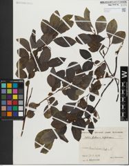 Foto von Salix glabra Scop. x Salix nigricans Sm.